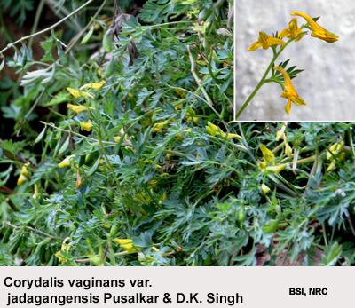 Corydalis vaginans var. jadagangensis Pusalkar & D.K. Singh